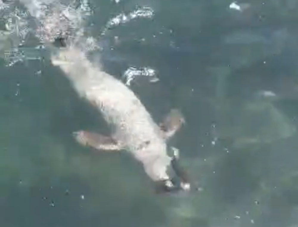 Lobo Marinho surpreende em Santa Cruz (com vídeo)