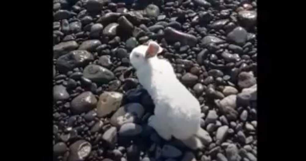 Coelho gigante na praia (com vídeo)