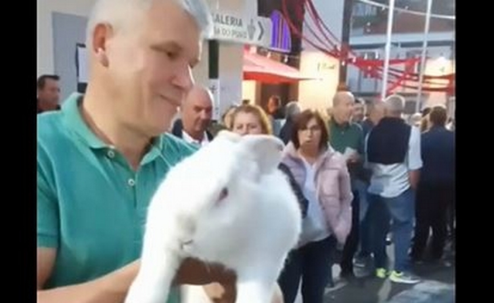 Homem levou coelho gigante à Festa da Cebola. Espreite o vídeo.