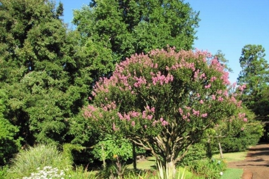 Flor de Merenda
