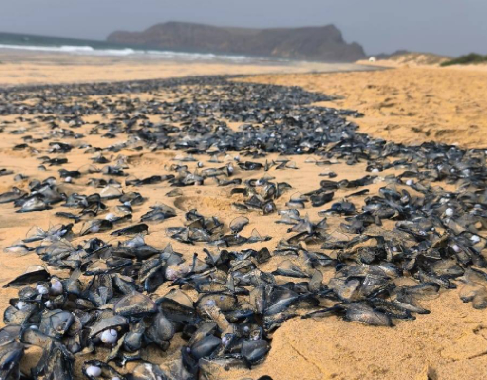 Velelas "invadem" areal do Porto Santo (com vídeo)