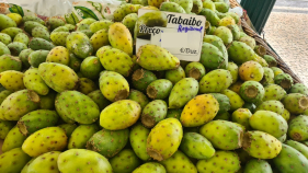 Quem conhece este fruto? Qual ser&aacute; o pre&ccedil;o ao quilo?