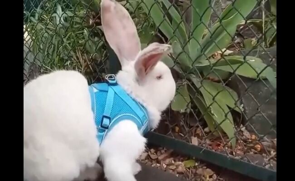 Coelho gigante foi passear ao Jardim Municipal. Espreite o vídeo.