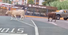 Vacas &agrave; solta em Santo Ant&oacute;nio