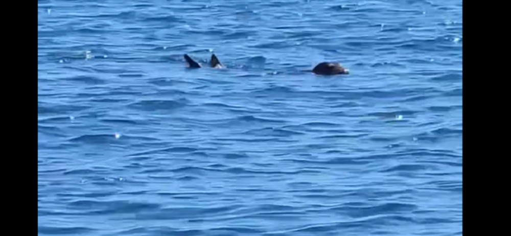Lobo Marinho "passeia" em Câmara de Lobos (com vídeo)