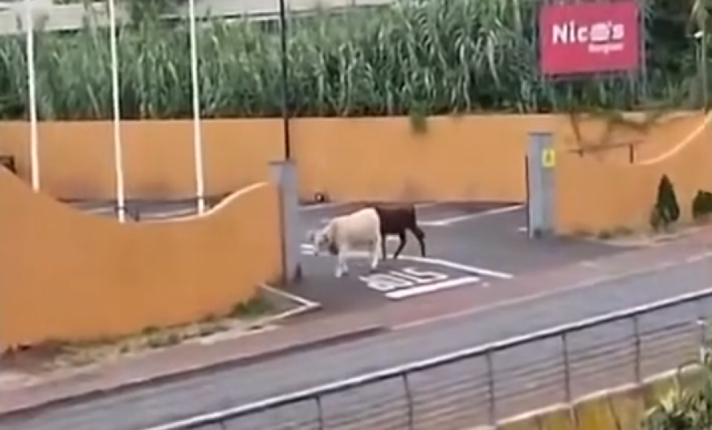 Apanhados: o passeio das vacas (com vídeo)