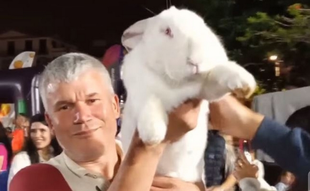 Coelho gigante foi à pista de dança, no Funchal. Espreite o vídeo.