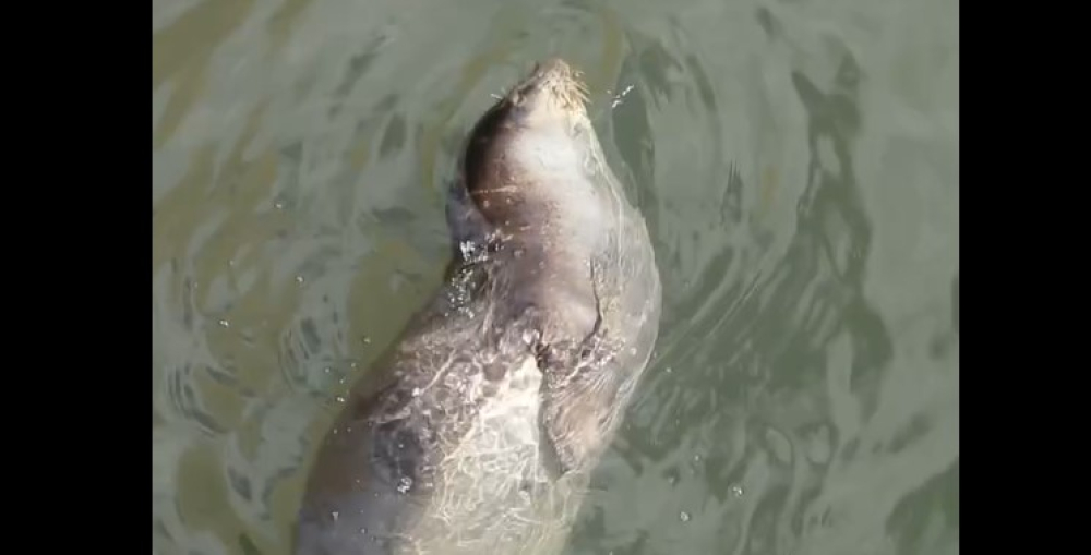 Vídeo emocionante de Lobo Marinho junto à Marina do Funchal