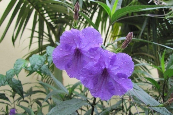 Pet&uacute;nia mexicana