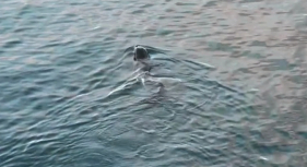 V&iacute;deo emocionante de Lobo Marinho na ba&iacute;a do Funchal (com v&iacute;deo)