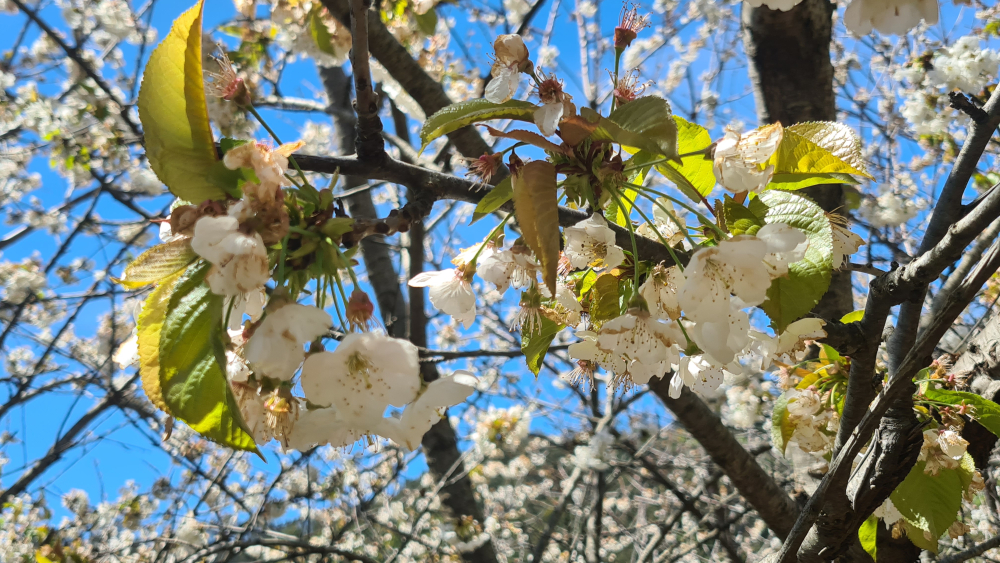 Cerejeiras em Flor no Jardim da Serra (com vídeo)