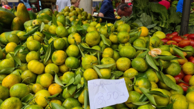 "Tangerinas da Festa" j&aacute; est&atilde;o a ser vendidas. Espreite o v&iacute;deo.