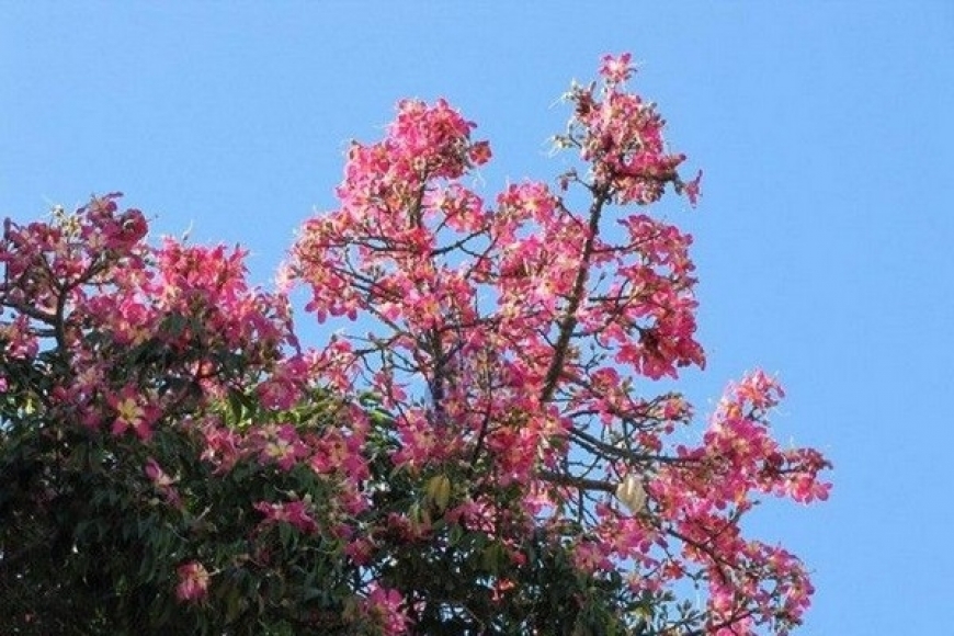 Sumaúma