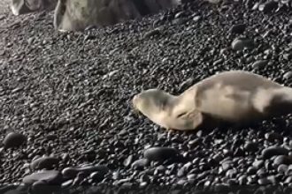 Lobo Marinho na Praia Formosa