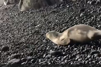 Lobo Marinho na Praia Formosa